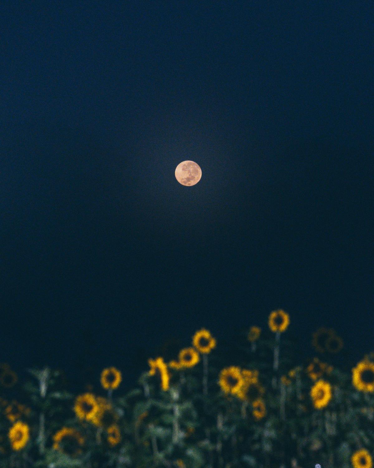 Beginner Nightscape Astronomy Photography Workshop
