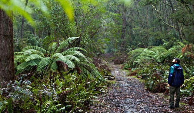 Corn Trail Walking Track
