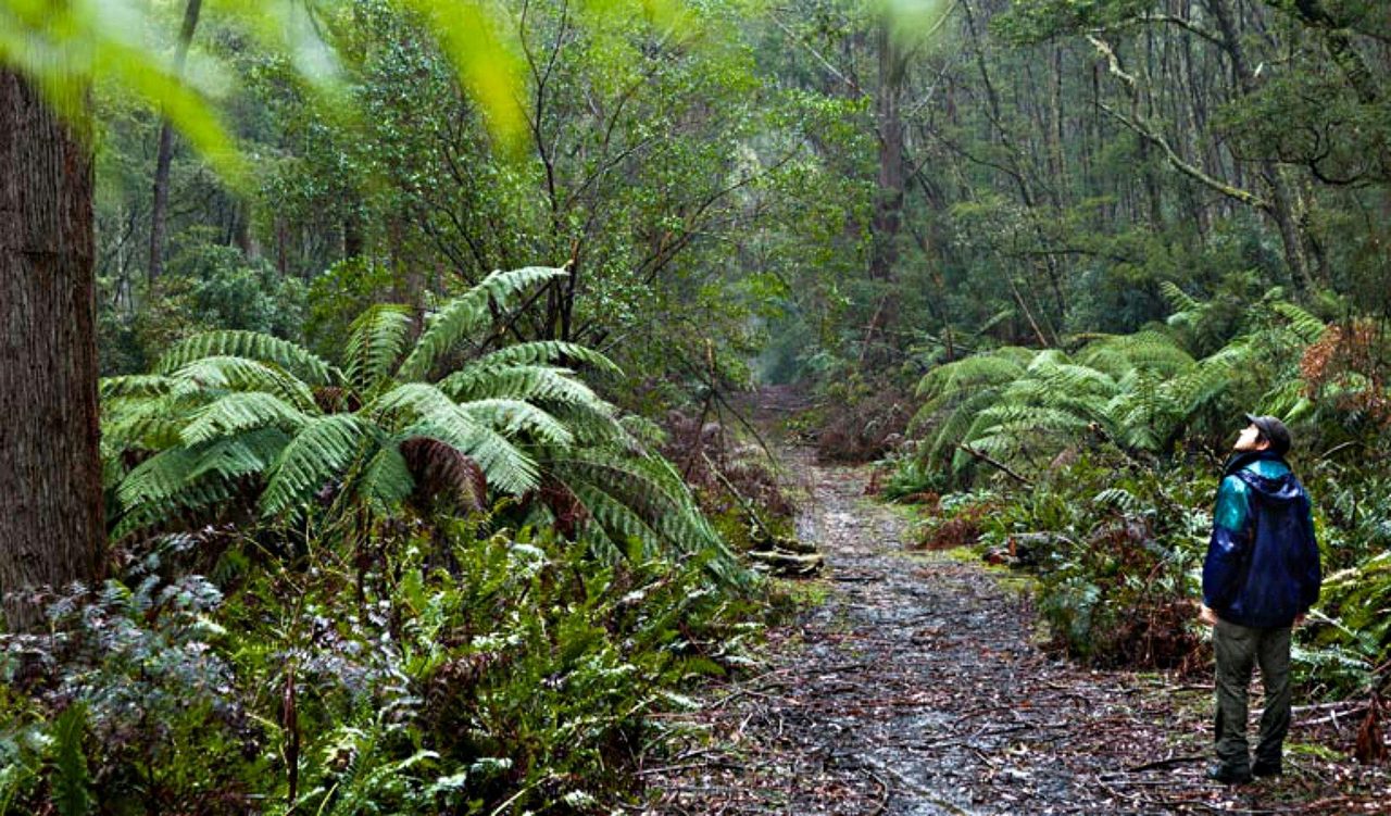 Corn Trail walking track path, Monga National Park. Photo: Lucas Boyd