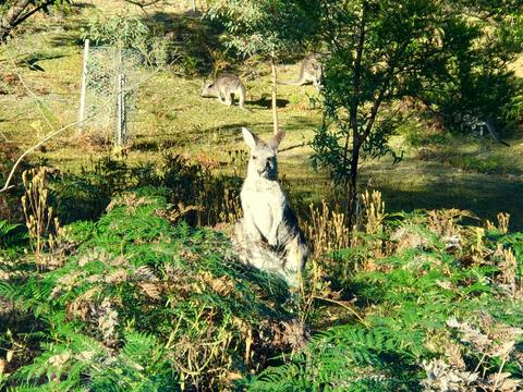 Blue Mountains Four Wheel Drive