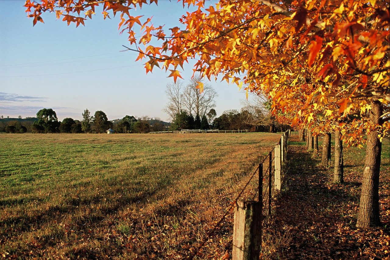 Camden Valley Way Autumn Leaves on the Camden Country Tour
