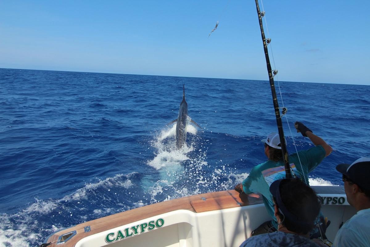 Marlin Fishing in Port Stephens with Calypso Fishing Adventures