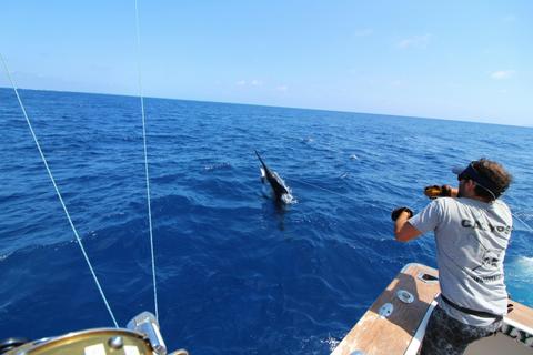 The BIG Marlin