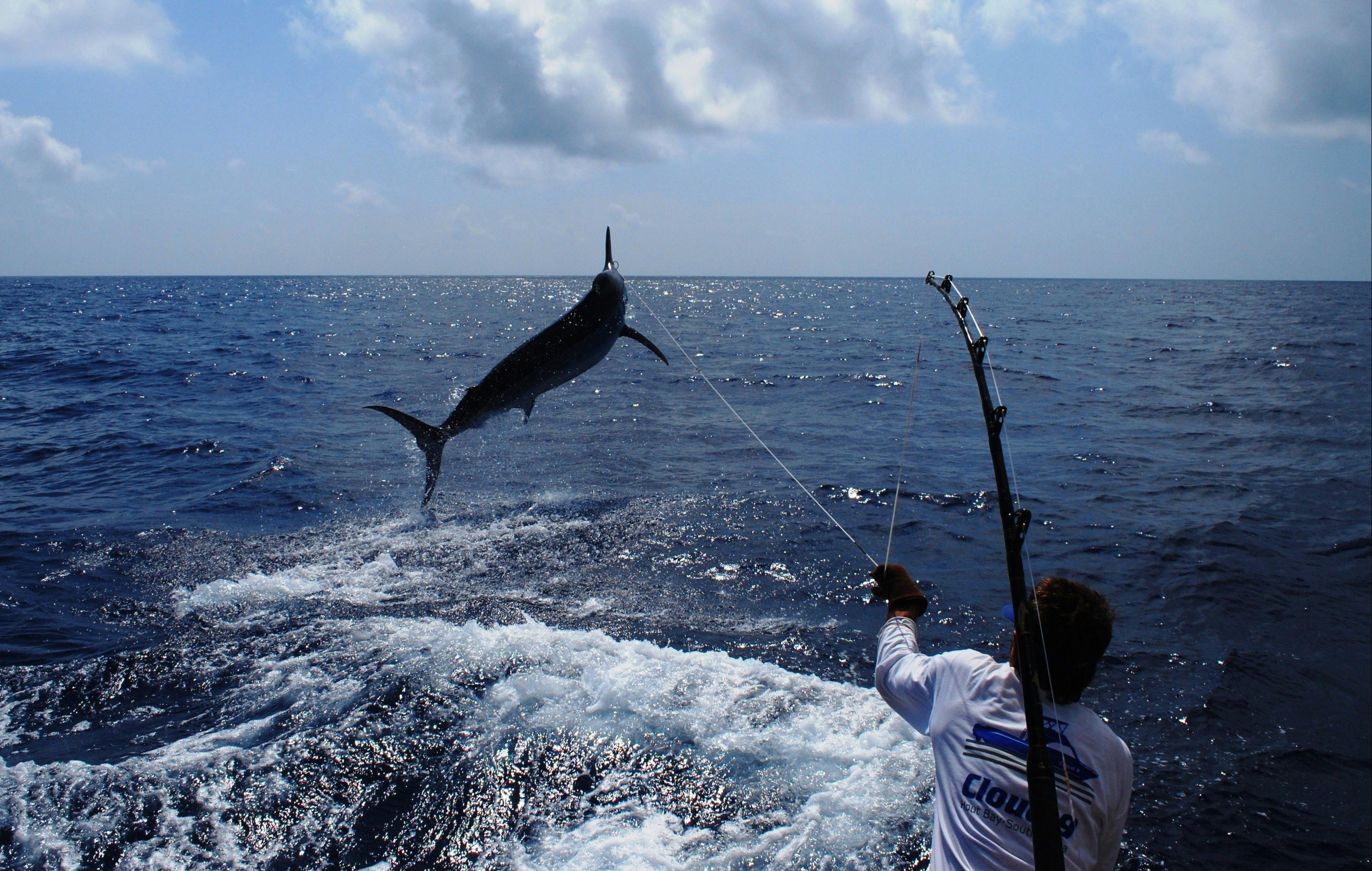 Giant Black Marlin