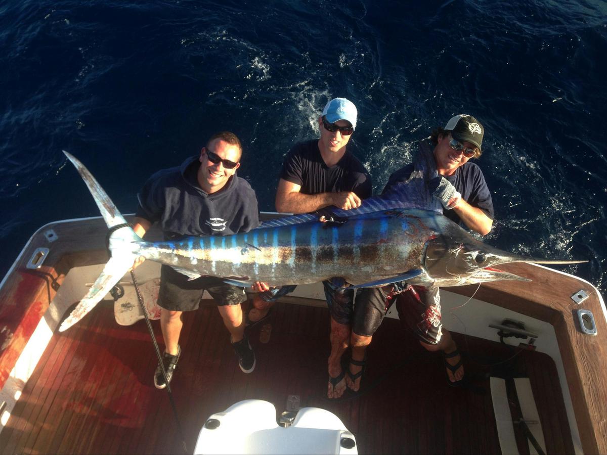 Striped Marlin at Port Stephens