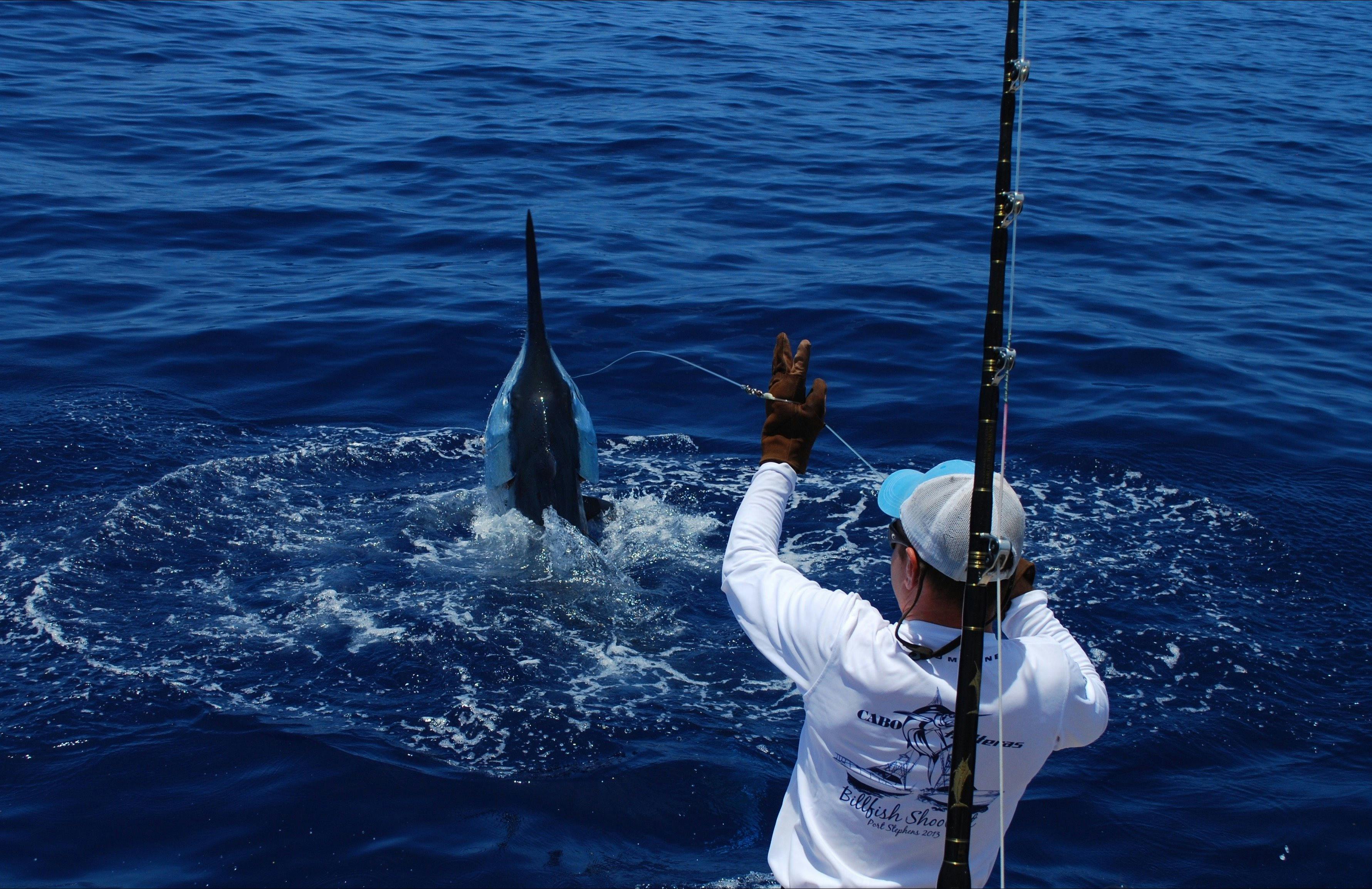 Big Black Marlin