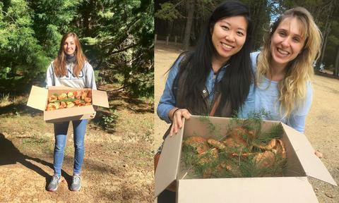 Mushroom foraging in NSW