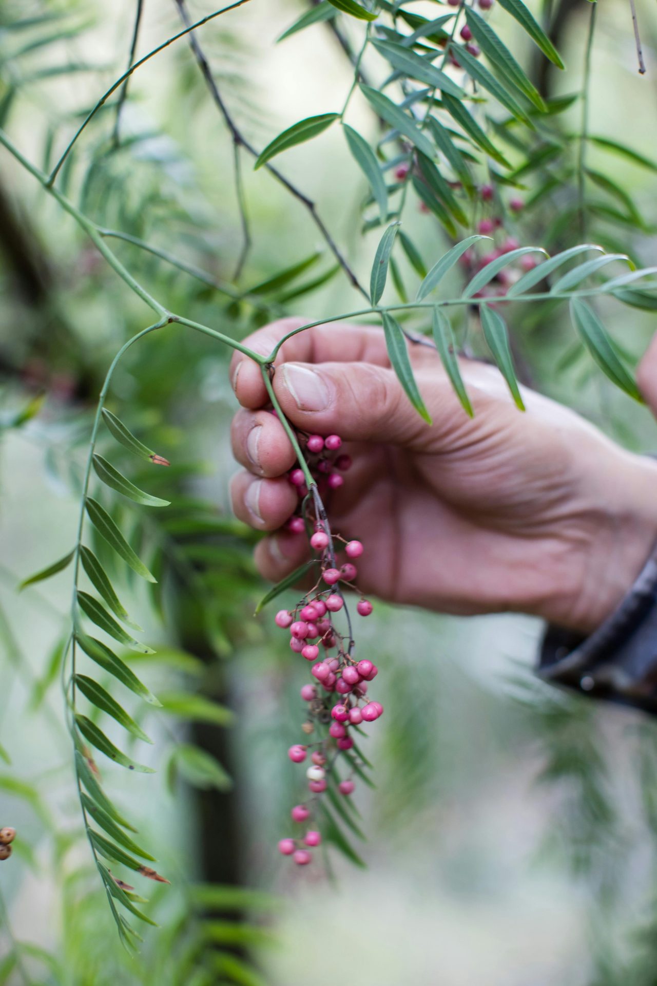 Discover the seasonal abundance of wild edibles at your door step. Learn, connect, experience.