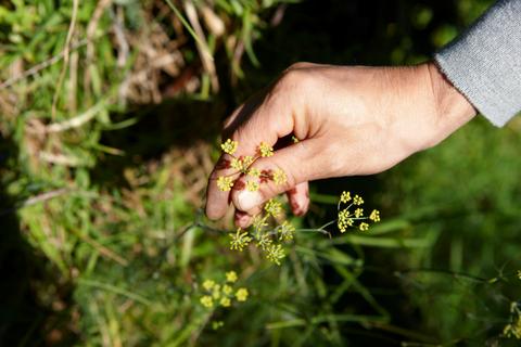 Leran about the common wild edibles of Sydney