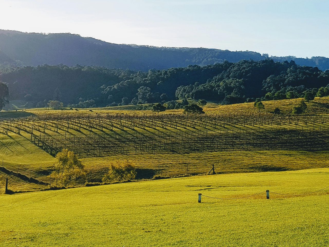 Vineyards