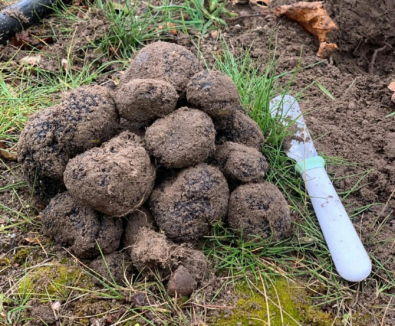 Ganymede Truffles