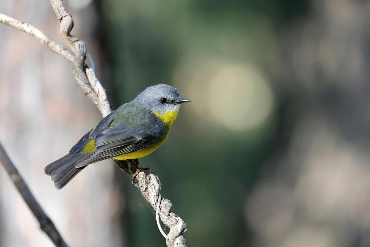 Golden whistler