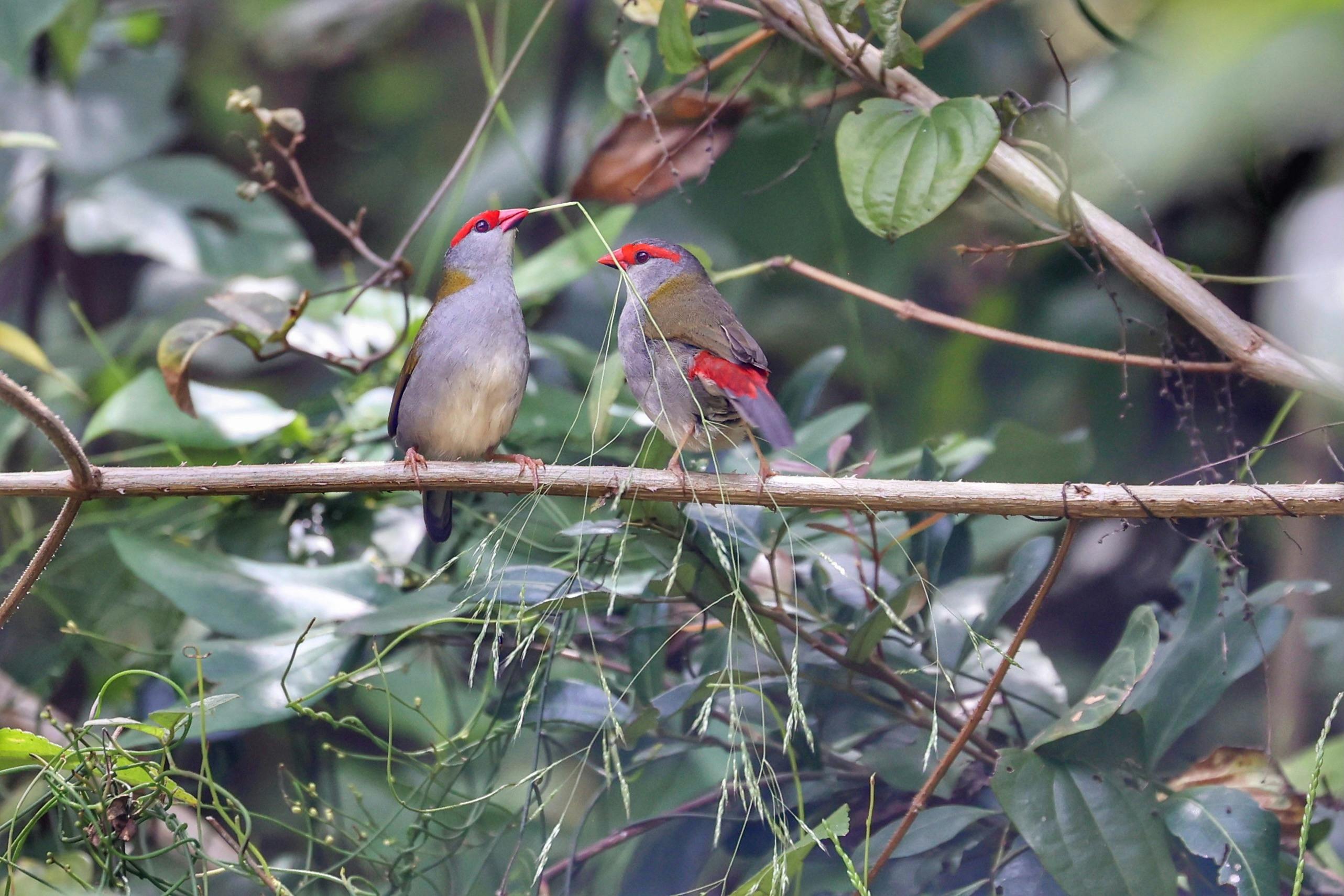 Red Browed Finches are common bird in Glenrock