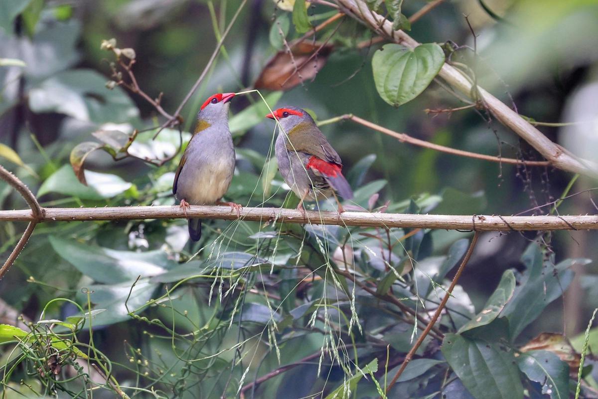 Red-browed finches