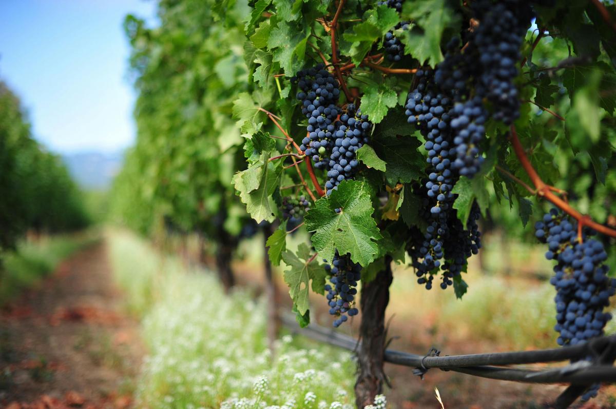 Canberra Winery Tours