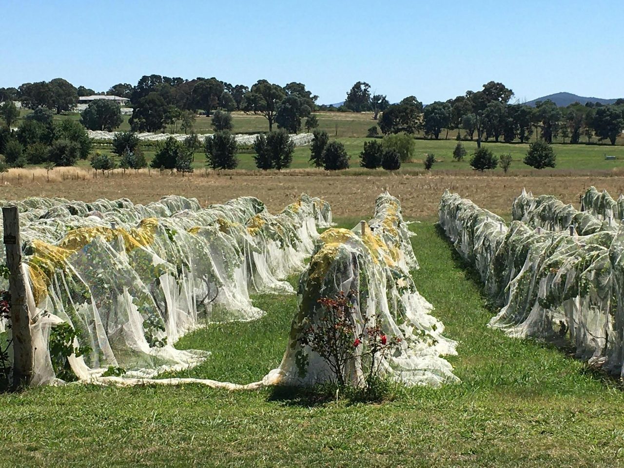 vines