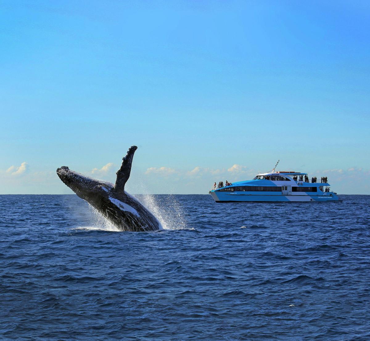 Whale Watching Sydney