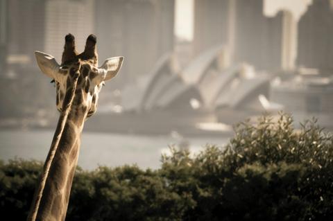 Giraffes on Taronga Zoo
