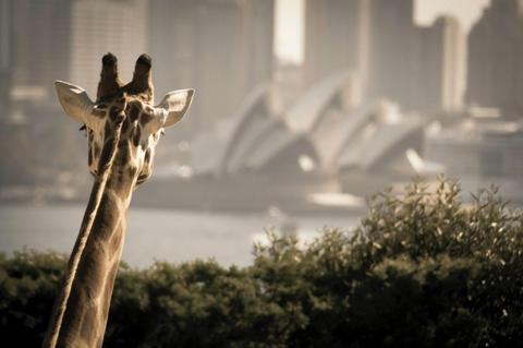 Taronga Zoo Express with Captain Cook Cruises