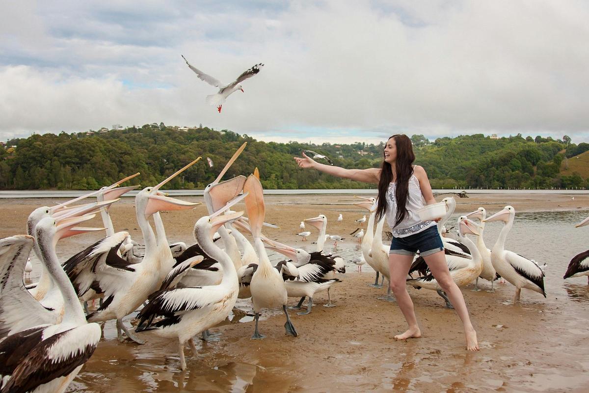 Pelican Feeding