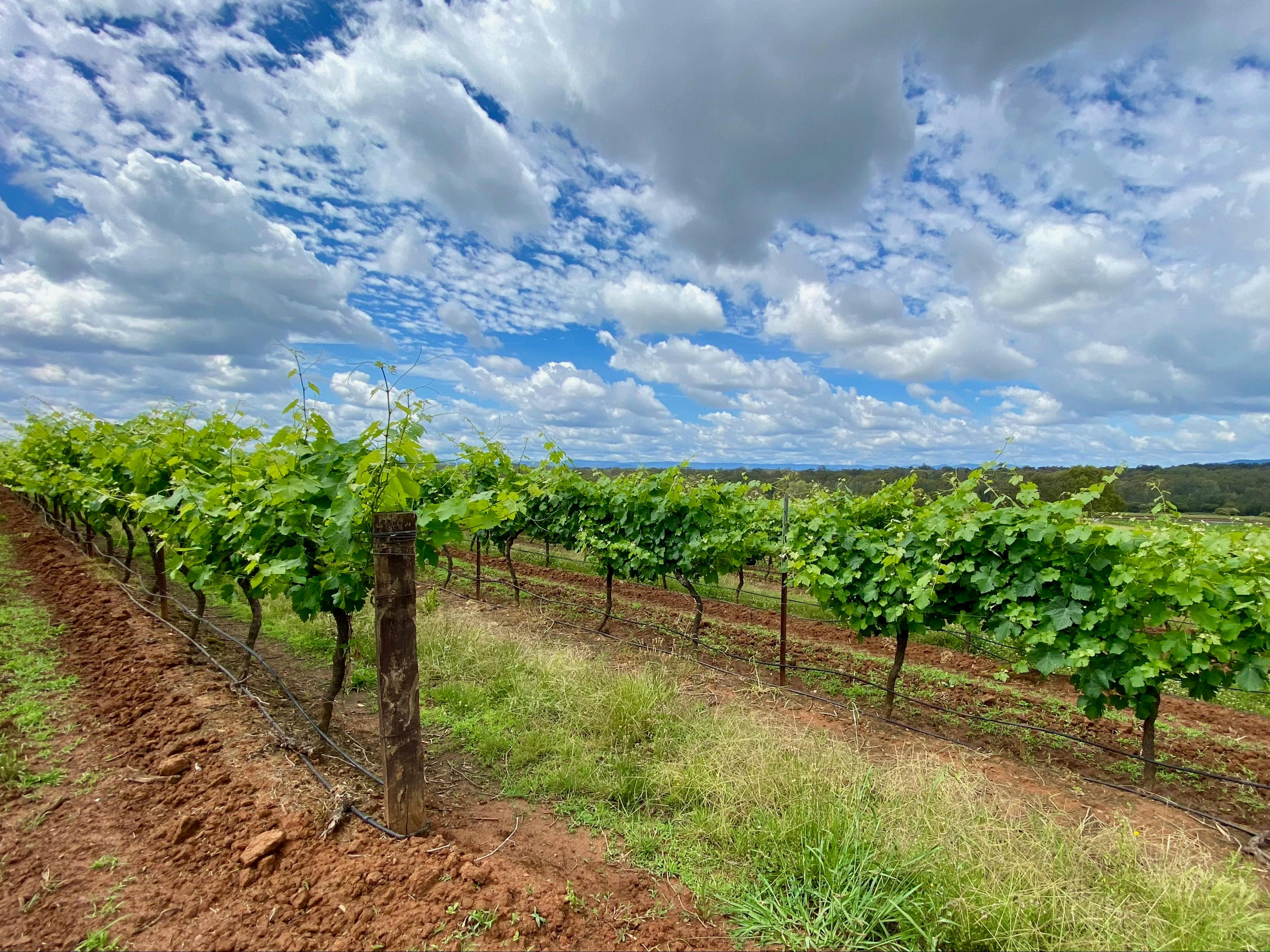 Hunter Valley vineyard