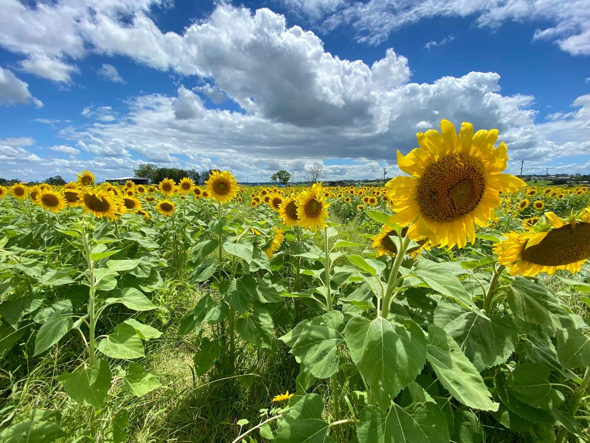 Sunflower field, Hunter Valley