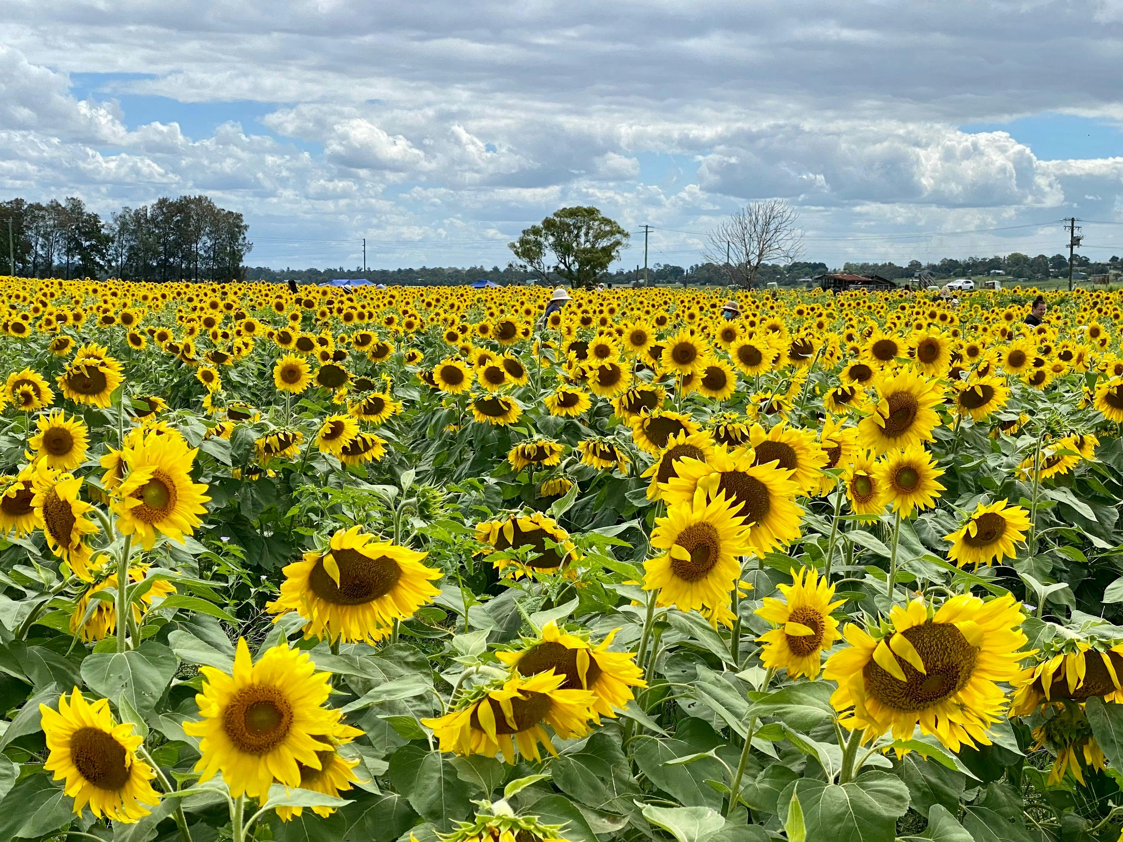 Sunflower field
