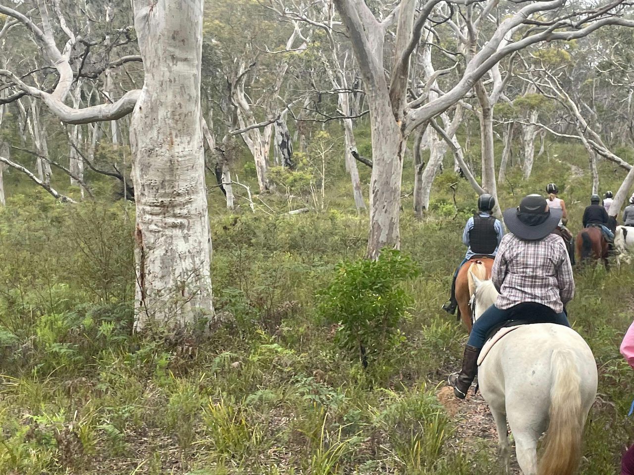 Misty rides in Penrose Forest