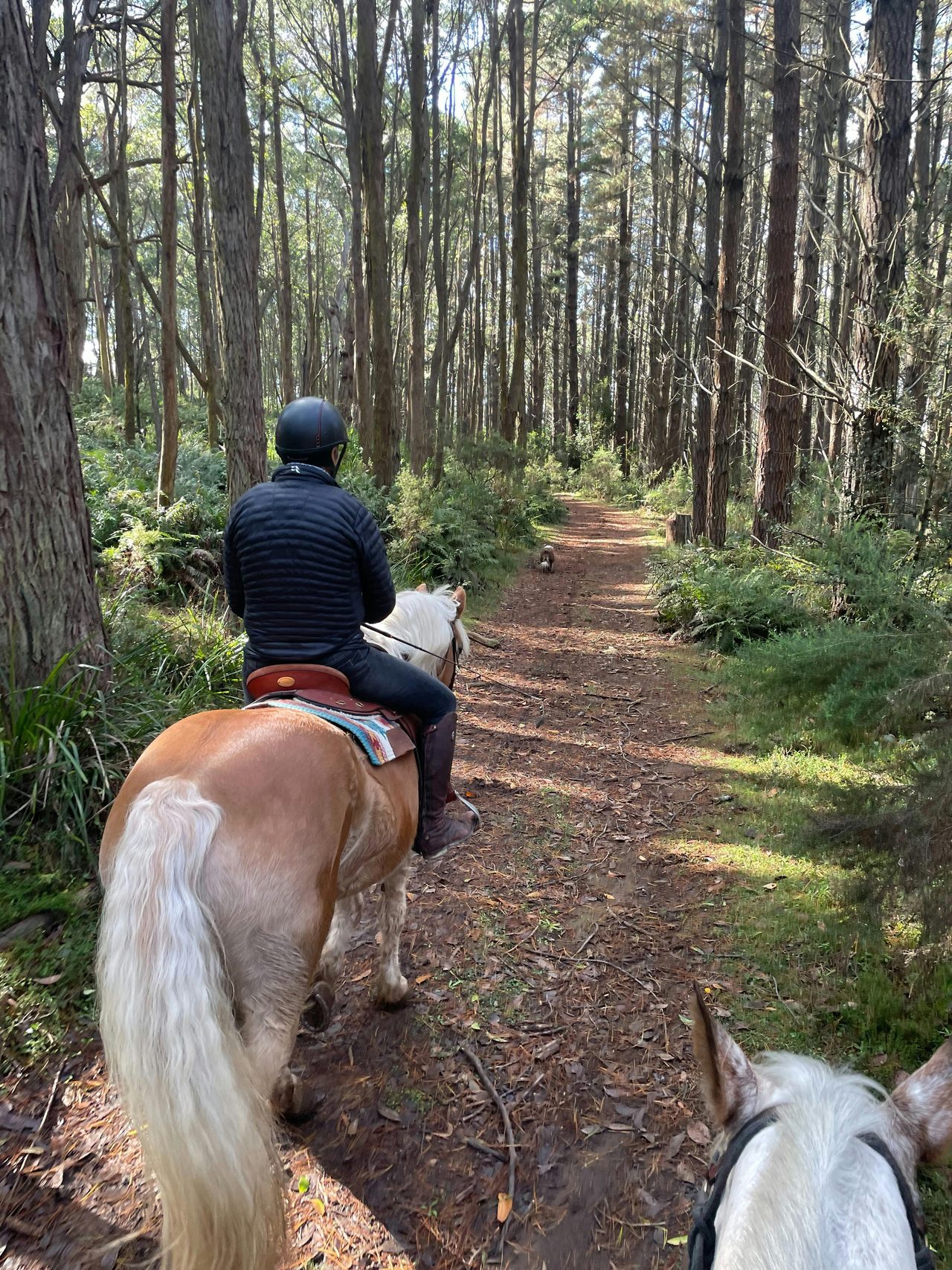 Penrose fern trail