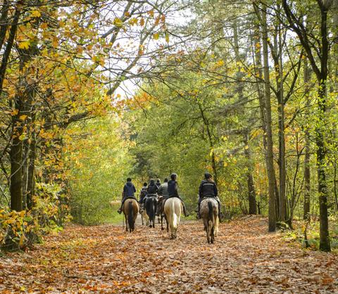 Highlands Equine Trail Adventures