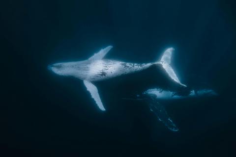 Swim with Whales Expedition and Transport.