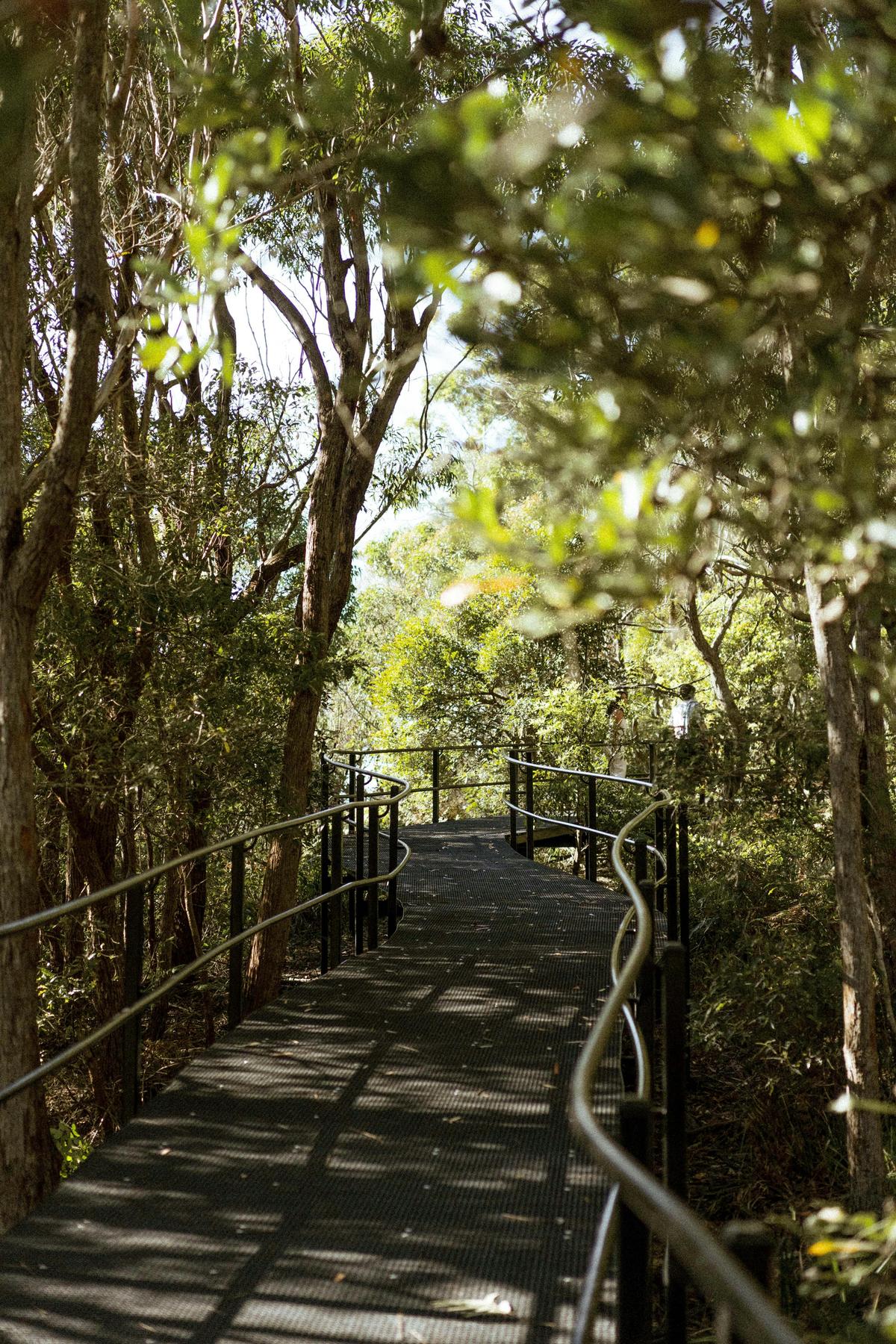 Jervis Bay Dolphin Discovery Cruise & Beachside Experience