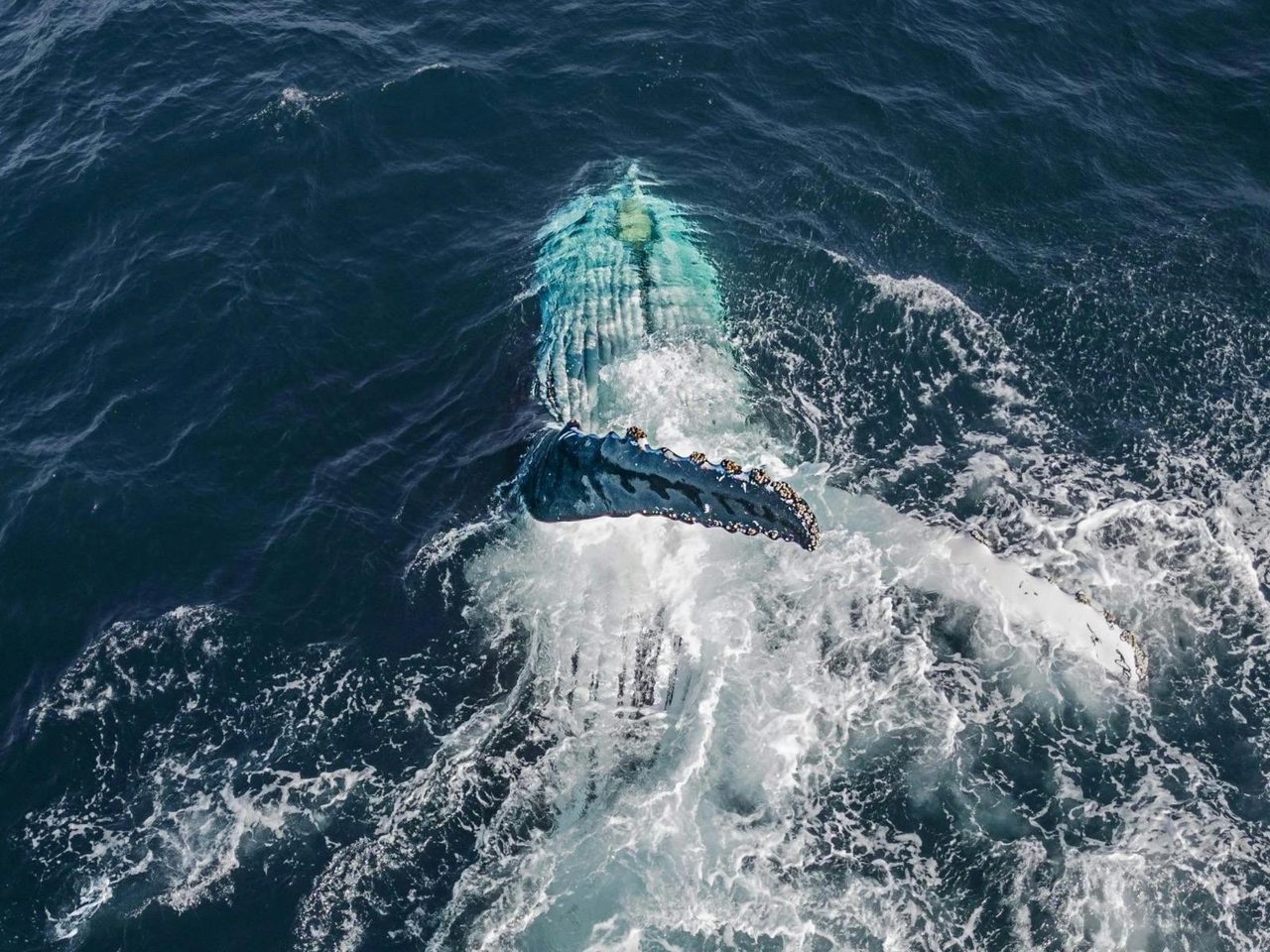 Playful Whales