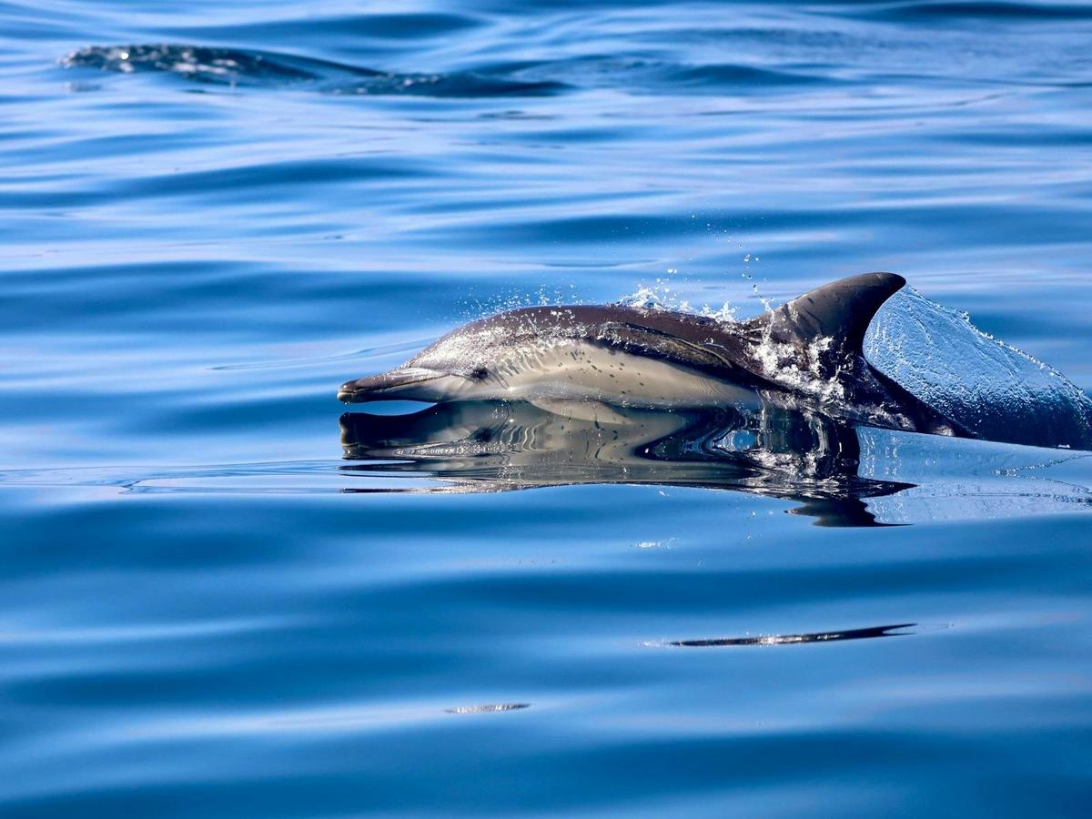 Dolphin Watching Lake Macquarie