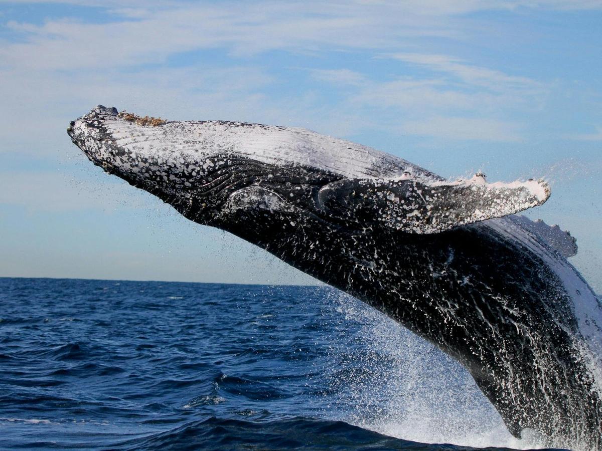 Humpback whale breach off Lake Macquarie