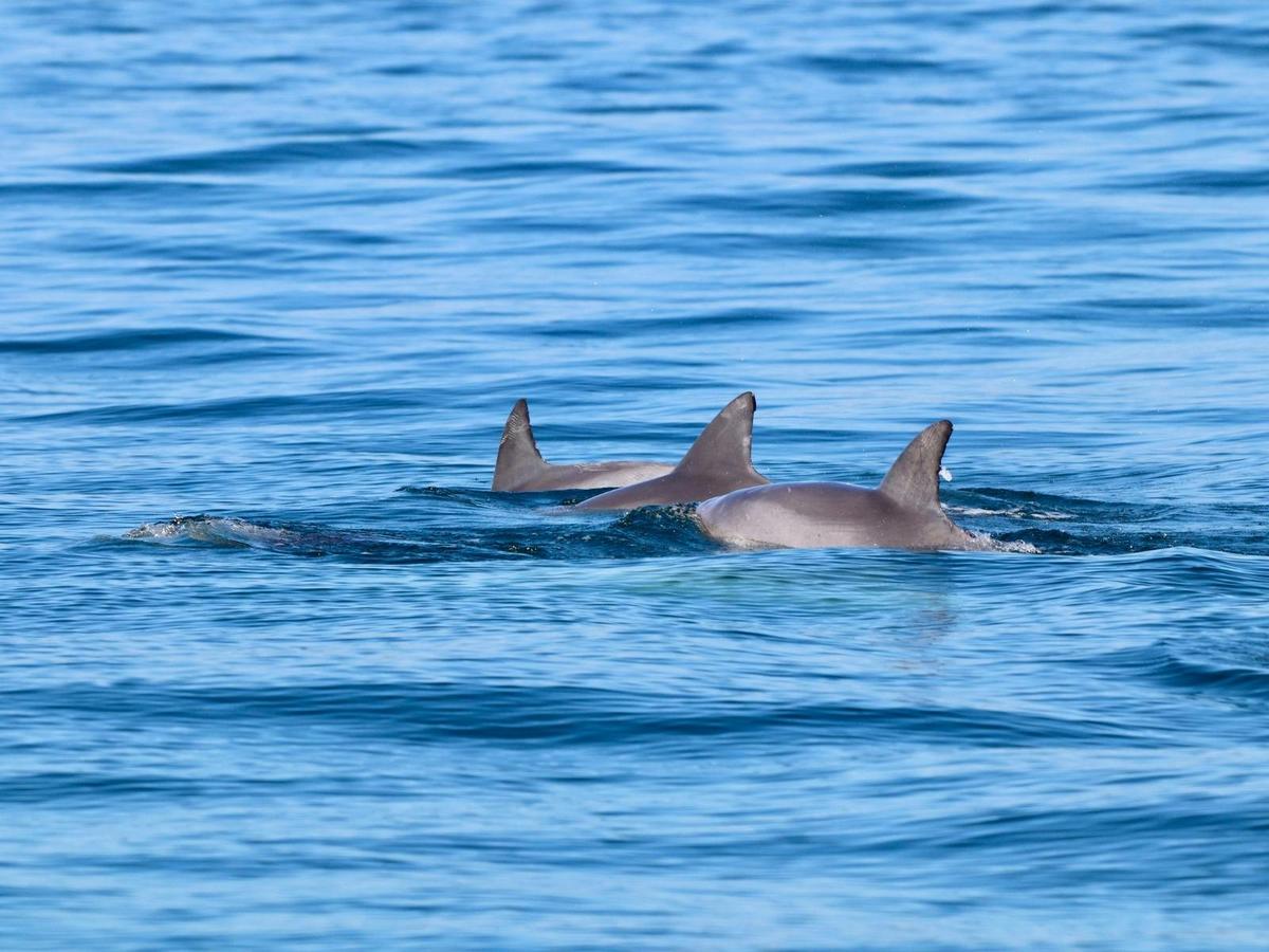 Bottlenose Dolphin Lake Macquarie