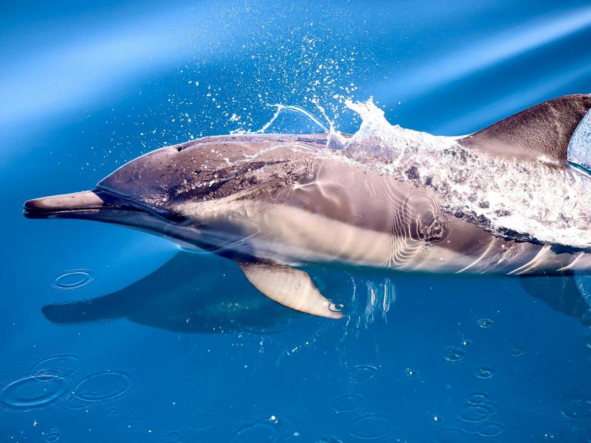 Dolphin near Lake Macquarie