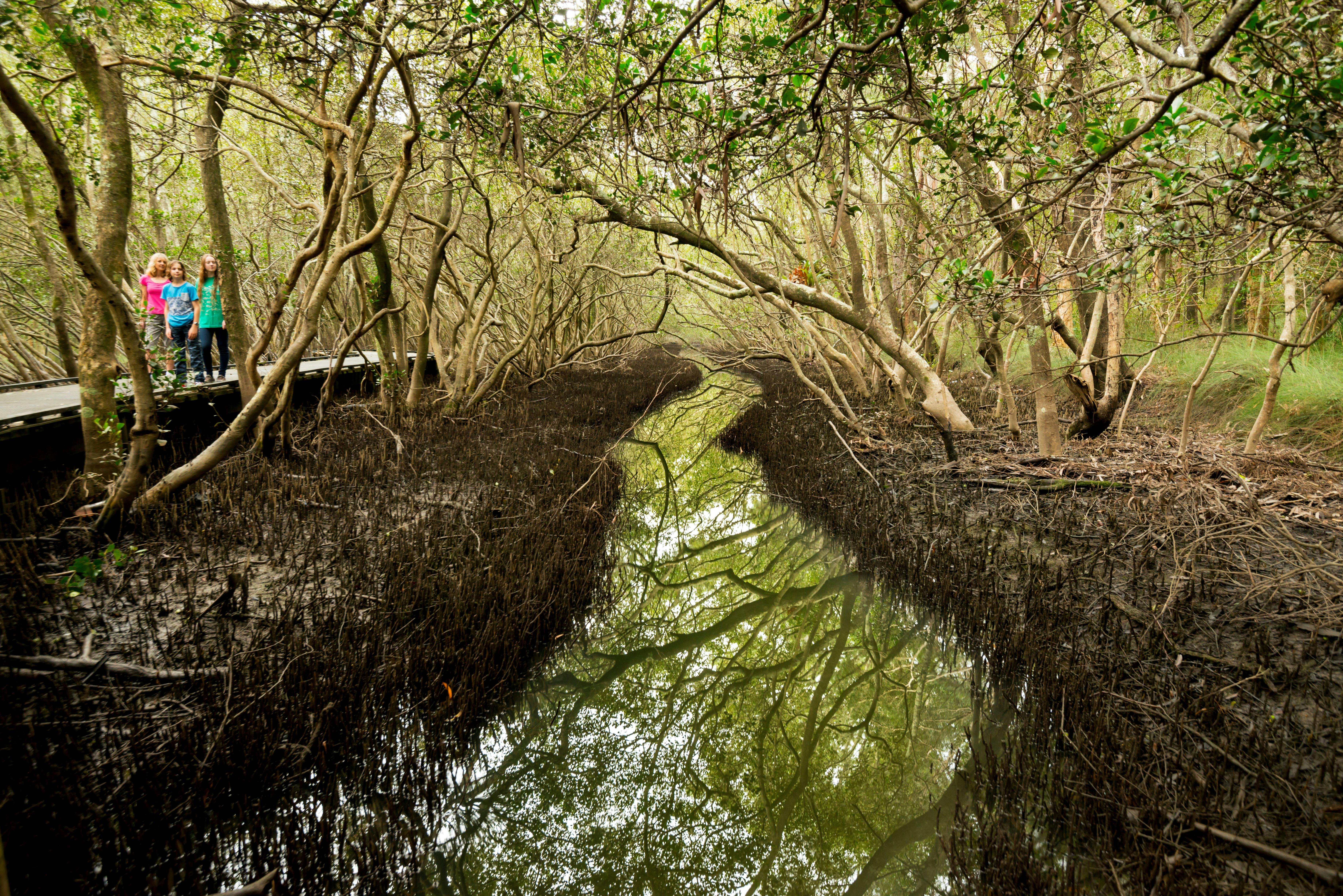 Coffs Creek and Harbour Loop