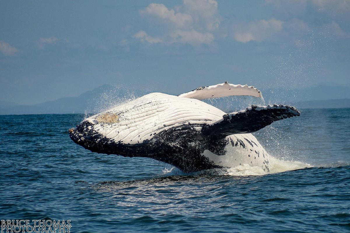 Breaching Whale