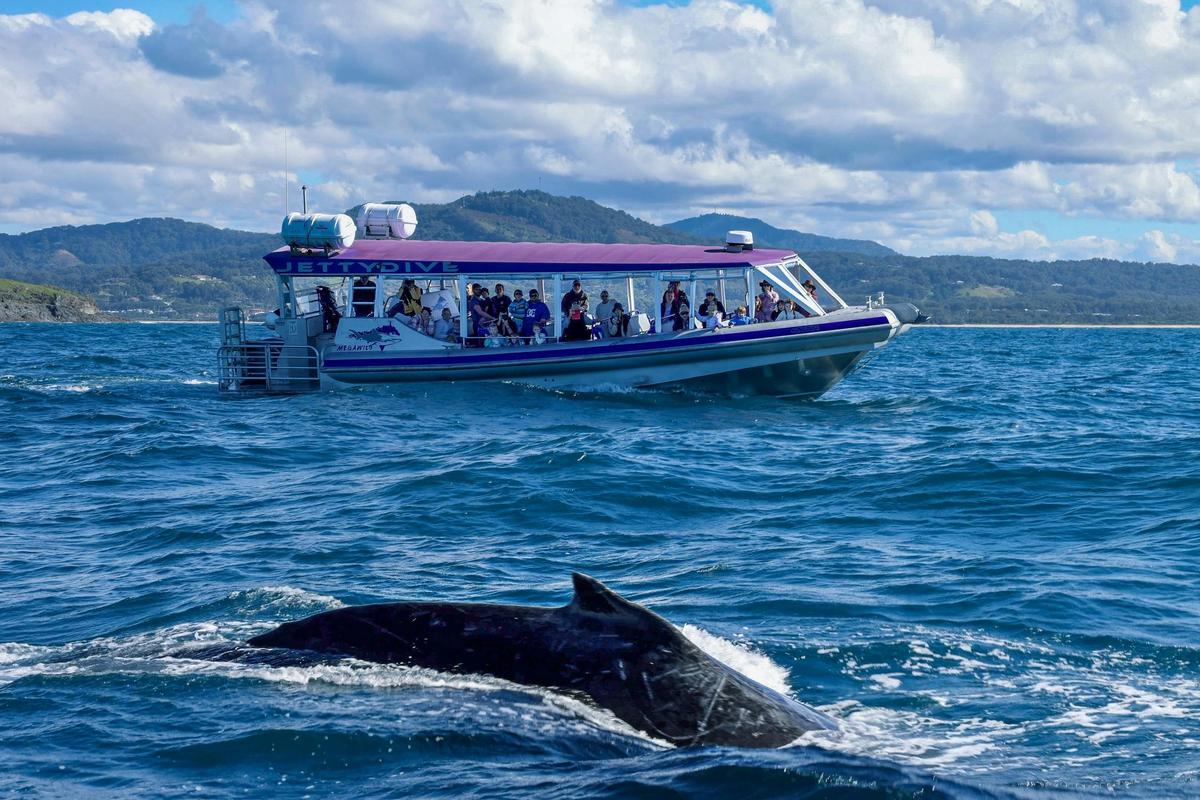 Whale Watching aboard MegaWild