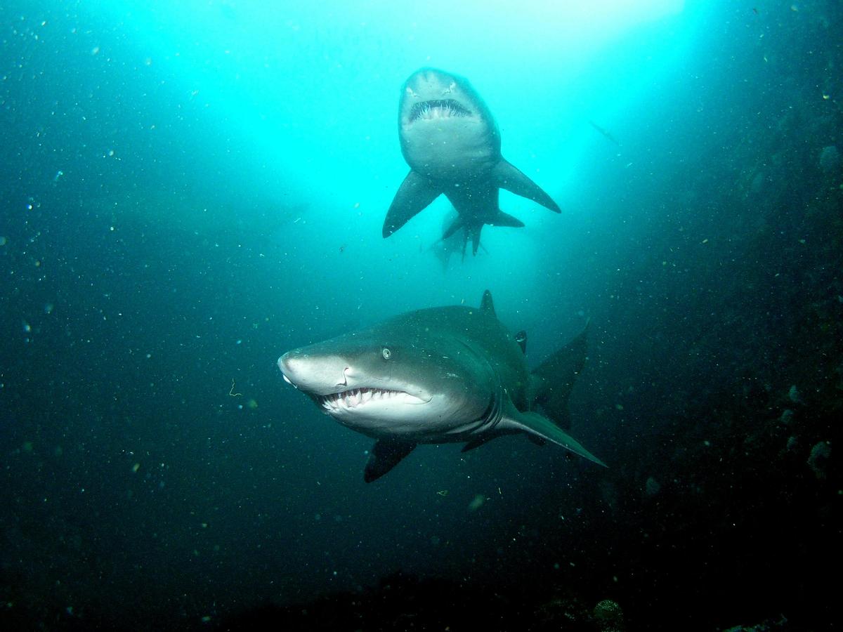 Grey Nurse Sharks