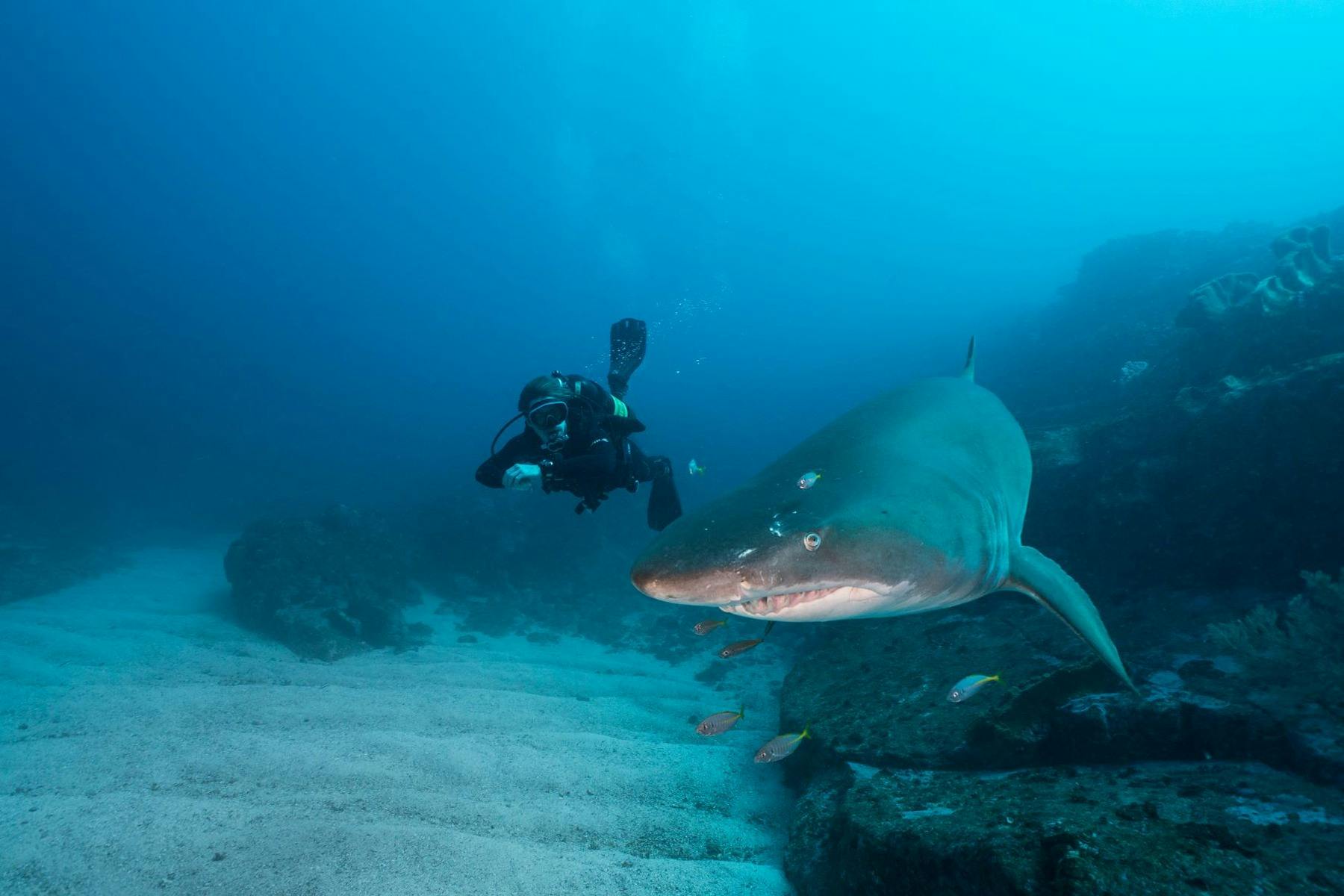 Diver and Grey Nurse Shark