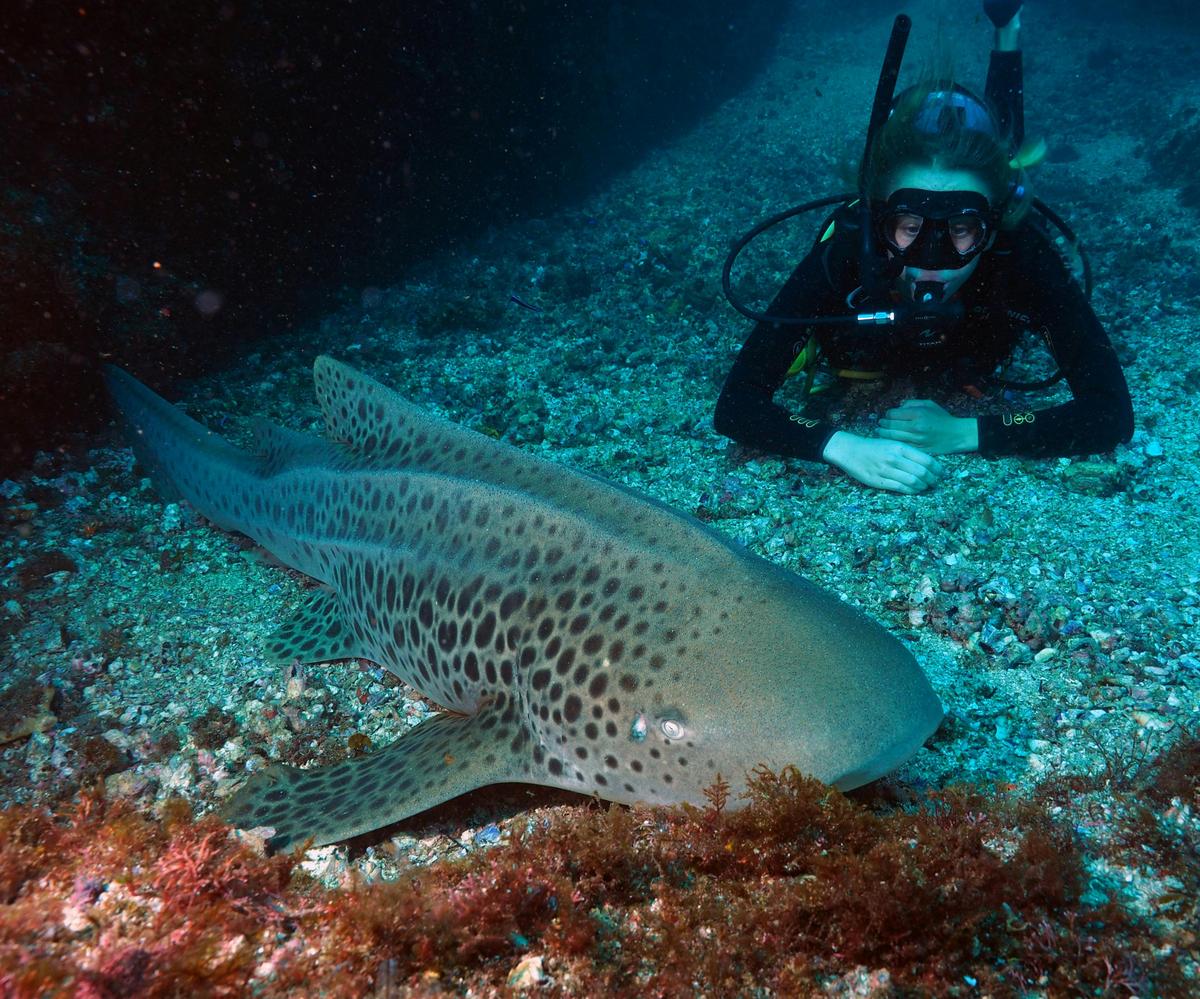 Leopard Shark and Diver