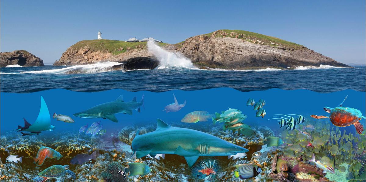 South Solitary Island, Above and Below