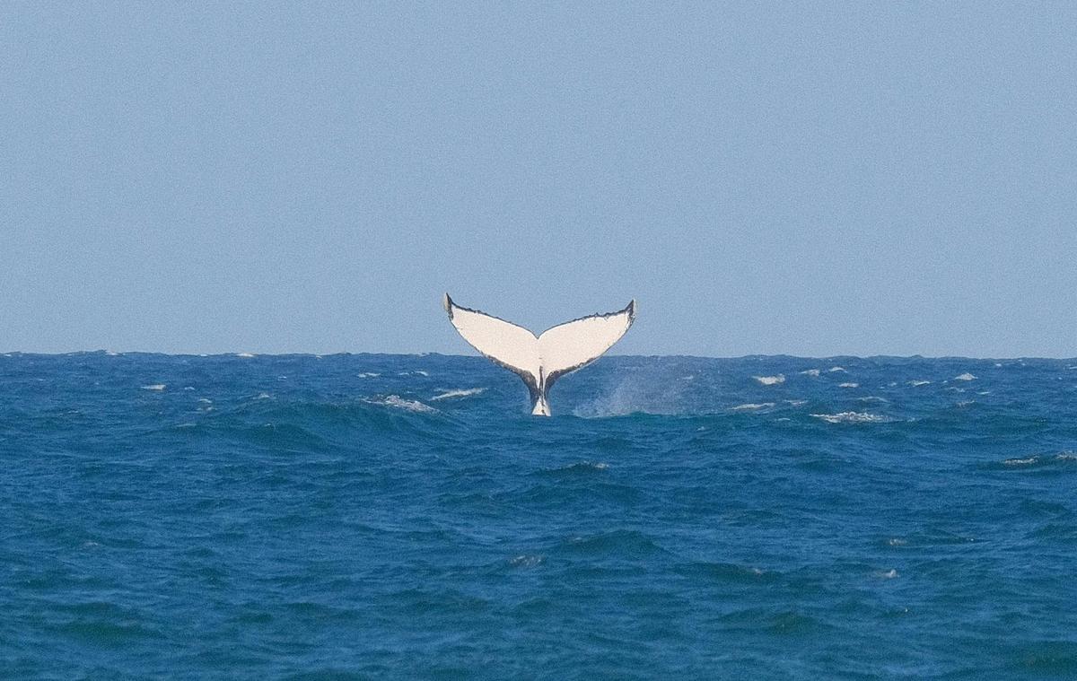 Whale Migration - Yuraygir Coastal Walk