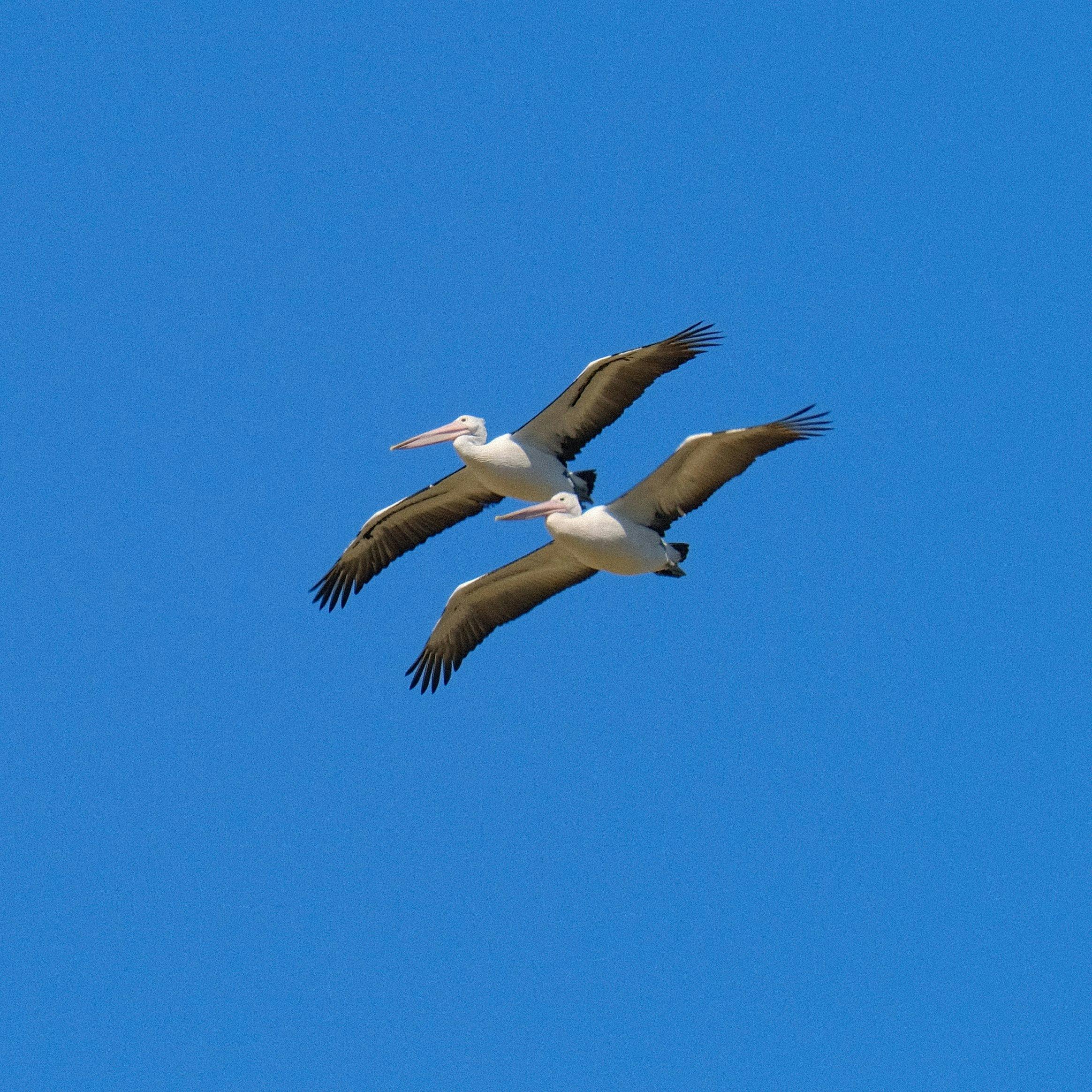 Pelican Twins