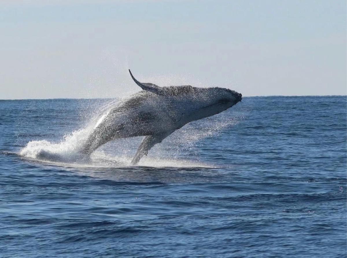 Aboriginal Cultural Whale Cruise