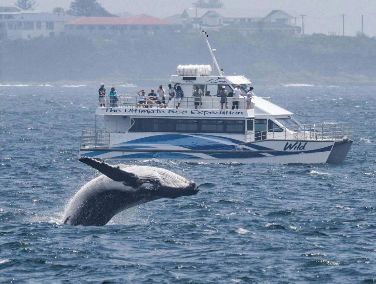Aboriginal Cultural Whale Cruise