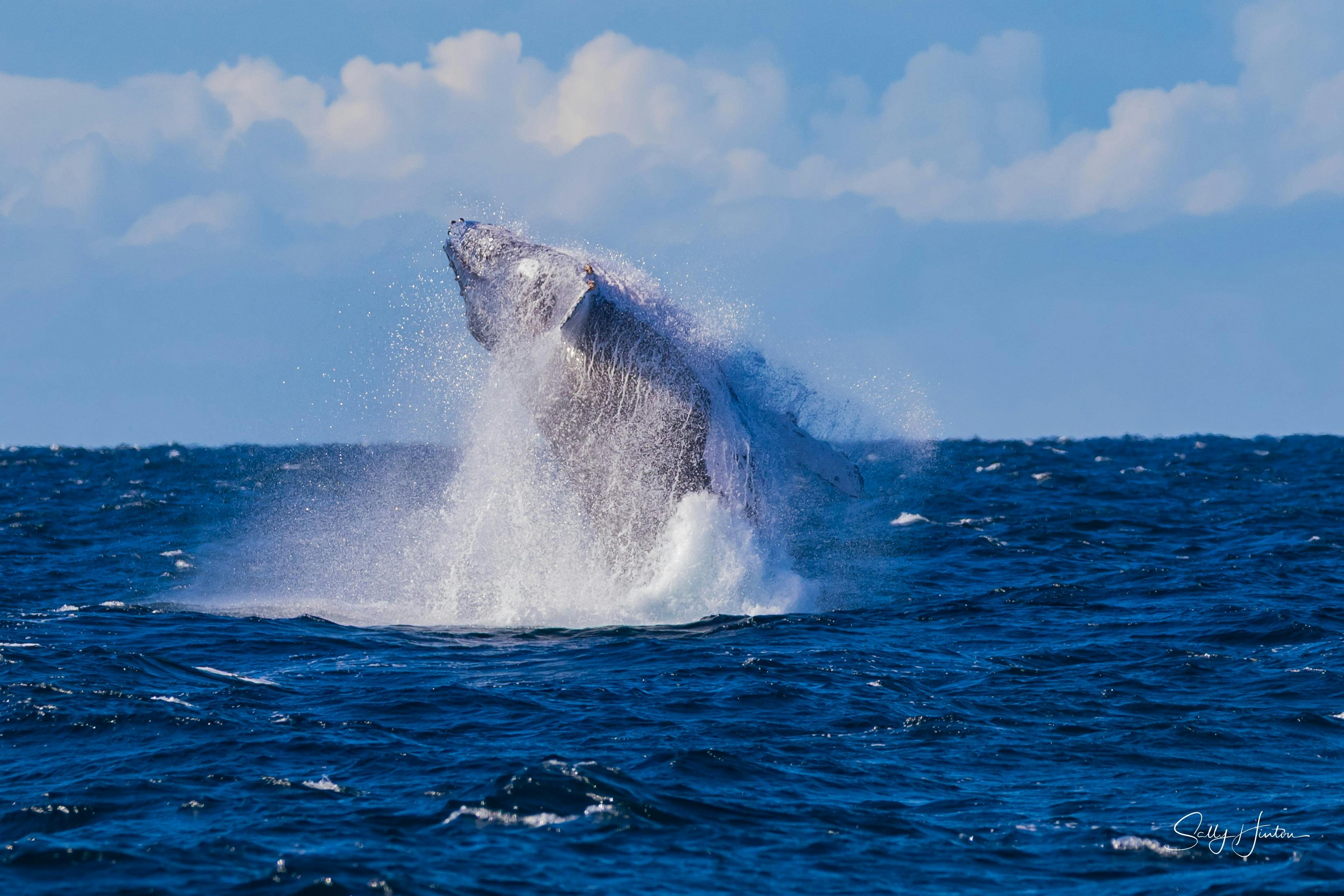 huge whale breaching