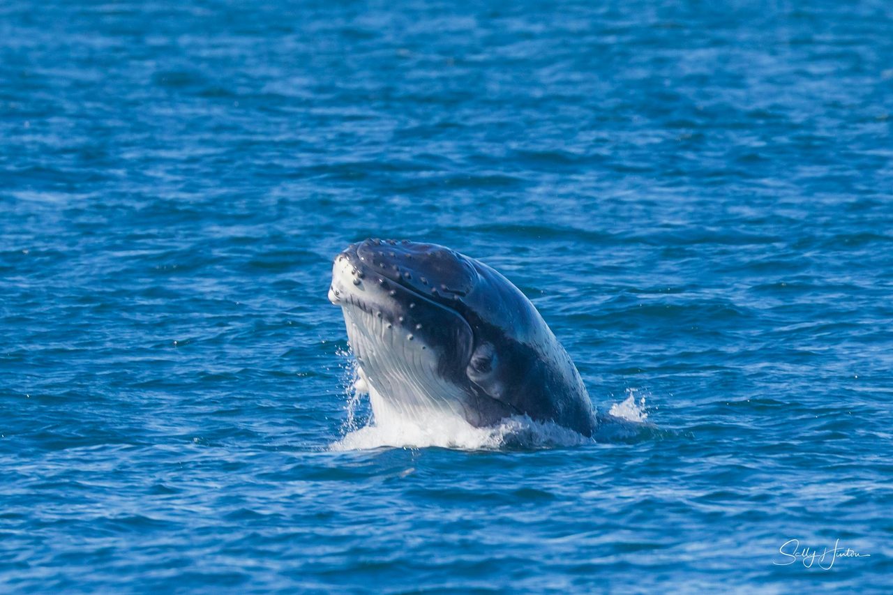 baby trying to breach